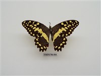 藏品(南非蝴蝶(二))的圖片